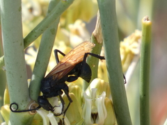 Pepsis pallidolimbata