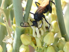 Pepsis pallidolimbata