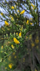 Cytisus scoparius