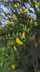 Cytisus scoparius