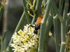 Pepsis pallidolimbata