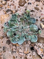 Physaria chambersii