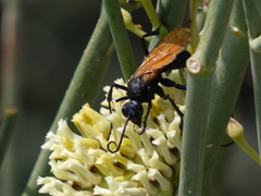 Pepsis pallidolimbata