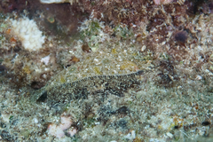Samariscus triocellatus