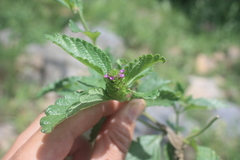 Lantana ukambensis