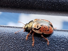 Calligrapha spiraeae