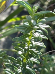 Cassinia denticulata
