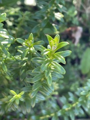 Cassinia denticulata