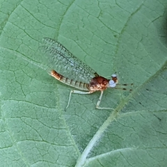 Maccaffertium modestum