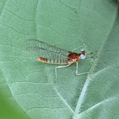 Maccaffertium modestum