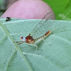Maccaffertium modestum