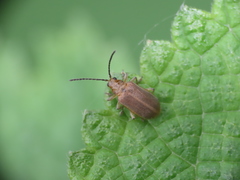 Galerucella grisescens