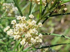 Asclepias linearis