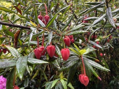 Crinodendron