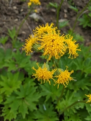 Cacaliopsis nardosmia