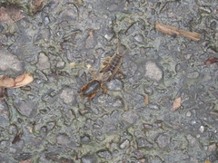 Gryllotalpa formosana