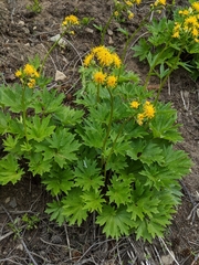 Cacaliopsis nardosmia