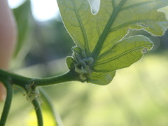 Andricus foliaformis