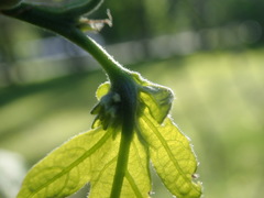 Andricus foliaformis