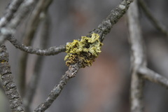 Vulpicida canadensis