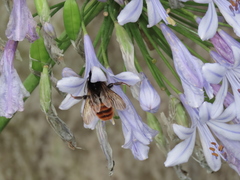 Bombus bicoloratus
