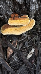 Piptoporus australiensis