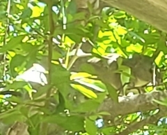 Neotoma floridana