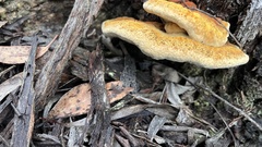 Piptoporus australiensis