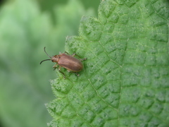 Galerucella grisescens