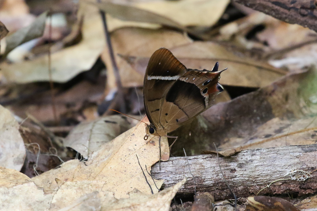 Antirrhea philoctetes from Iwokrama Rainforest Reserve, Mauisparu ...