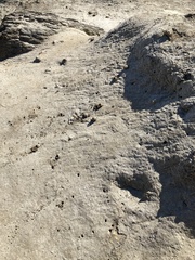 Anthophora bomboides