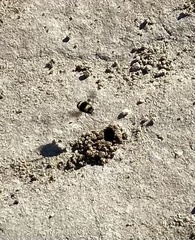 Anthophora bomboides