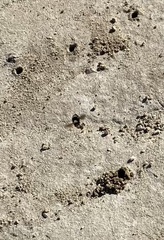 Anthophora bomboides