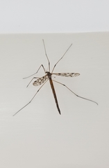 Tipula longiventris