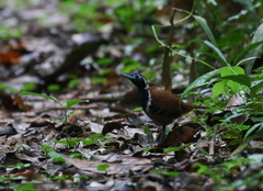 Myrmoderus ferrugineus