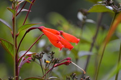 Kohleria trianae