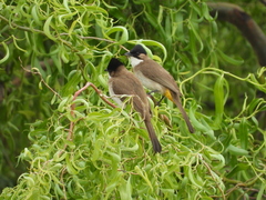 Pycnonotus xanthorrhous