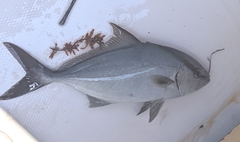 Seriola