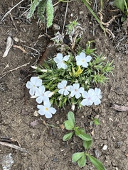 Phlox multiflora