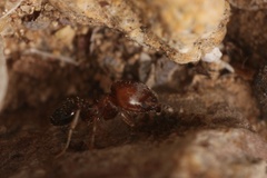 Pheidole rugulosa