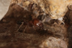 Pheidole rugulosa