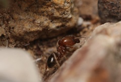 Pheidole rugulosa