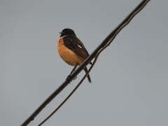 Saxicola maurus