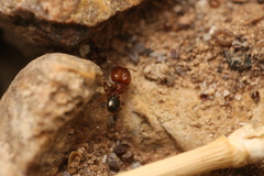 Pheidole rugulosa