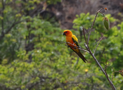 Aratinga solstitialis