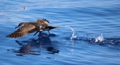 Puffinus lherminieri