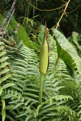 Lasimorpha senegalensis image