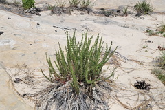 Ivesia sabulosa