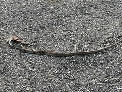 Coluber constrictor flaviventris