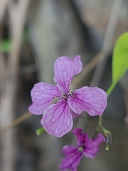 Streptanthus maculatus